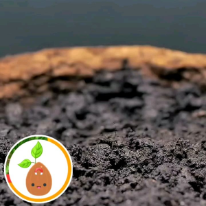 Pechay 250 Seeds Per Pack