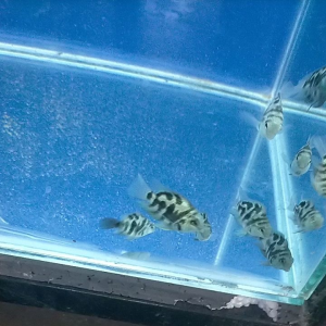 blue polar parrot 3 fish package fingger size