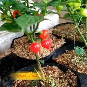 [Virladia Seeds] Biji Benih tanaman Cabe Unik Cupertino Merah