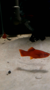 Albino Blood Red Swordtail Platy/Ornamental fish/Freshwater/Readystock