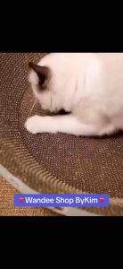 เล็บทรงรูปอ่าง แมวขนาดใหญ่ สัวต์เลี้ยง ขูด เล็บ สต็อกในไทย ส่งไวทุกวัน