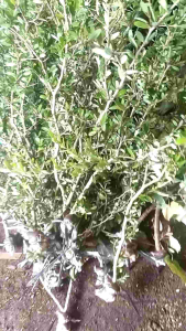 Bahan Bonsai Saeng Simbur Vietnam & Desmodium Sp: Tanaman Bonsai Untuk Pemula