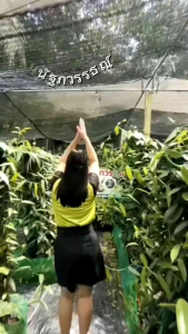 ถูกมาก ฝักวานิลลา อวบฉ่ำใหญ่ ไซส์จัมโบ้ 1 ฝัก เกรด AAA 18-22cm. คุ้มมาก