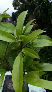 Daun Sirsak fresh / segar 100 lembar daun sirsak hijau tua dan muda siap ready