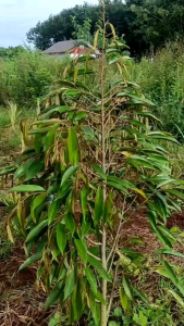 ฮิวมิคโปรพลัส บำรุงดินและพืช