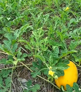 BIJI | BENIH SEMANGKA MADU  DAGING KUNING