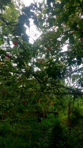 ใบกระท้อนสด ออร์แกนิก ปลอดสาร สมุนไพรไทย ต้มอาบแก้ไข้ ขับเหงื่อ ทำยาธาตุ ย้อมผ้าสีธรรมชาติ สดจากสวน