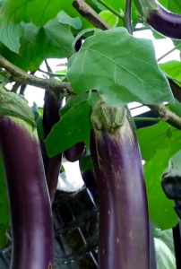 Pupuk sayuran serbaguna / pupuk terong / pupuk tanaman terong / pupuk untuk tanaman terong