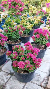 Tanaman Hias Tahan Lama: Bibit Bunga Bougainvillea Merah Fanta