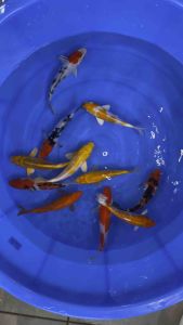 JAPAN KOI LOCAL BREED PREMIUM GRADE 5/6”sizes  11pcs COMBO at 1188 OFFER  + shipping 50 + FREE GIFTS
