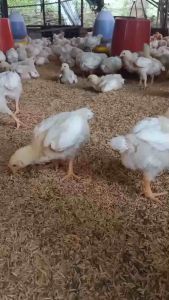 #NUTRIPHENOL นูตริฟีนอล สารสกัดจากพืช ไร้สารตกค้างในสัตว์ ปริมาณ 200 มิติ 1 ผิว ราคา 10 บาท