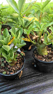 ต้นชวนชมโซโคบางคล้า (สายพันธุ์โซโค) ดอกสีชมพู