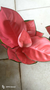 Murang Halaman Aglaonema PLANTS VARIETIES LIKE FUJI RED HONGYAN RED NO POT Live Plant #liveplant #aglaonema #pinkiepie #redlegacy #ettarose #prakaipet #hongyanred #saleplants