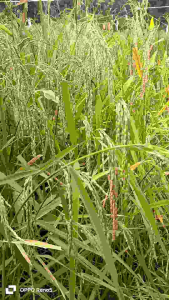 Padi Huma padi daerah kering di tanam di ladang kering paket 1 kg