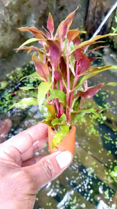 Tanaman Aquascape Reiniki Red: Hiasan Aquarium yang Cantik