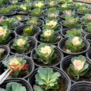 (-+90 butir) Benih kale glamour merah | glamour red kale flowering [kemasan pabrik]