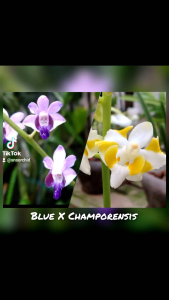 Anggrek Doritis Dewasa Var Blue x Champorensis Siap Bunga Pulcherrima Silangan Unik Species Orchid