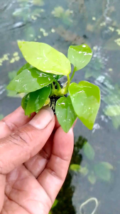 tanaman aquascape anubias golden hiasan aquarium tanaman low co2