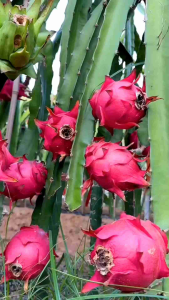 pupuk buah naga pupuk booster buah naga pupuk pelebat buah