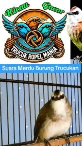 Trucuk Gacor. Doping Trucukan Ropel. Vitamin Burung Trucuk Cetak Konslet. BIK BIRD Obat Herbal Burung Trucukan Agar Cepat Gacor Rajin Bunyi.