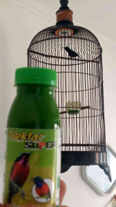 NEKTAR SUPER pakan harian kolibri konin sogon pleci cucak ijo cungkok green nektar rujak nectar rn7gold gledek nektar intisari booster dextro 87 nextro Ryo super n Ebod Joss nagata juara red nektar perkutut murai batu Kacer trucukan kenari pakan burung jp