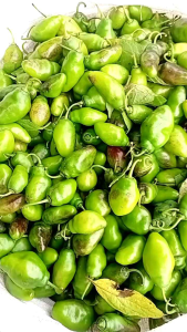 JUAL BENIH BIJI CABE GENDOT ISI 250 BIJI CABE