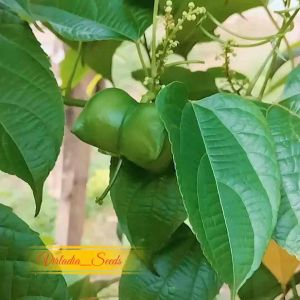 [Virladia Seeds] Biji Benih tanaman Kacang Sacha Inchi | Kacang Bintang