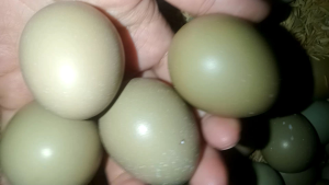 10 trứng chim trĩ về ăn