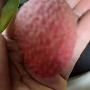 ต้นลิ้นจี่พันธุ์แท้-นพ.1💯% ✅รับประกันเสียหายเคลมกิ่งใหม่ ให้จร้า