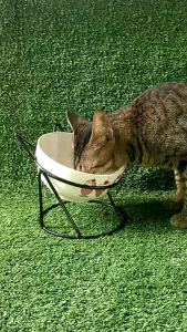 ❗ชามแมว ชามสุนัข ชามสัตว์เลี้ยง🐶