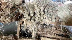 Bahan Anyaman Lesio Kulit Rotan Antik 25 Mm Sega