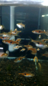Lambchop Rasbora/Espei Rasbora/Ornamental fish/Freshwater/Readystock