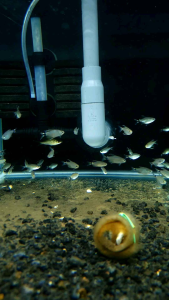 Kitty Tetra/Ornamental fish/Freshwater/Readystock
