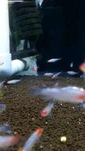 Brilliant Rummy Nose Tetra/Ornamental fish/Freshwater/Readystock