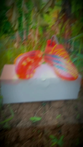 Sepatu Junior Bola Anak Kids Terbaru