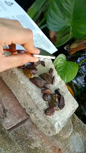 ก้อนแร่เหล็กน้ำพี้ ชุดแร่เหล็กน้ำพี้ 100% คัดพิเศษ 1 ขีด เคลือบเงา สำหรับพกติดตัว ติดรถ ติดบ้าน ความเป็นศิริมงคล