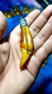 TARING BERUANG IKAT PERAK UKIR NAGA SUPER LANGKA