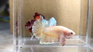 Gold Vanda.Halfmoon Plakat HMPK Betta Fish / Ikan Laga/ 斗鱼 / Live Fish ❗️Fish same as order❗️Not random pick❗️31