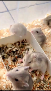 SERBUK KAYU UNTUK ALAS KANDANG HAMSTER - PTTY#7