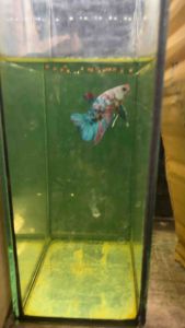 อาหารปลาเม็ดเล็กพิเศษ 🔫👙 สำหรับเปิดปากลูกปลา / ลูกปลาหัดกินอาหาร /ปลาใหญ่กินง่าย