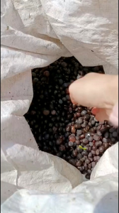 Biji Teratai Mini Bunga Lotus Mini Isi 10 Butir