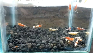 TIGER FANCY SHRIMP -PAKET UDANG HIAS AQUARIUM AQUASCAPE - BLACK TIGER FANCY SHRIMP - RED TIGER FANCY SHRIMP - UDANG HIAS AQUARIUM AQUASCAPE - UDANG HIAS AIR TAWAR - PEMBERSIH AQUARIUM AQUASCAPE - HIASAN AQUARIUM AQUASCAPE