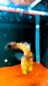 Pelet Janda Kembang Best Food For Maru by RKFish Aquatic Spesialis Bunga Batik Bar Channa Maru