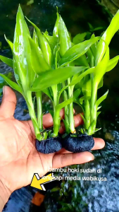 tanaman air  aquascape bambu hoki hiasan aquarium