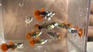 Short Body Red Tuxedo Guppy- ready to breed - AquaX - Live Fish With D.O.A. *Ship West & East Malaysia* ~Farm Direct Sell