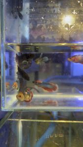 FEMALE BETTA IKAN RANDOM LAGA BETINA HALFMOON SELECT FISH