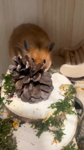 ((PINECONE 1 PACK ISI 4 BIJI)) PINECONE MAINAN GIGITAN HAMSTER - PTTY#3
