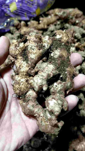 Jahe Berkualitas: Bahan Alami Untuk Minuman Panas