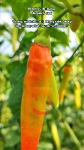 COD benih Cabe Rawit HALBARU Tahan Layu By Halbanero 10gr
