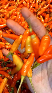 Rawit merah ori 212 fresh